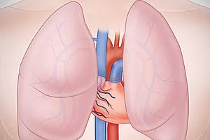 Anatomy: Cardiovascular, Respiratory, and Urinary Systems