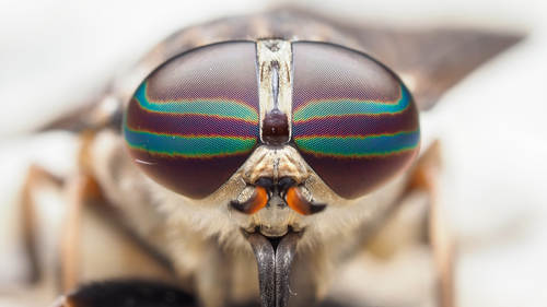 Macro Photography: Insects and Plant Life