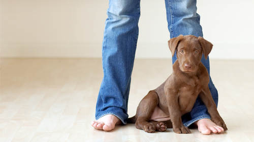 Pets and People Photography