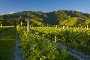 Sustainability in the New Zealand Wine Industry