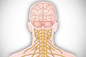 Anatomy: Human Neuroanatomy