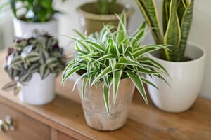 Healthy House Plants: A Complete Guide to Gardening Indoors