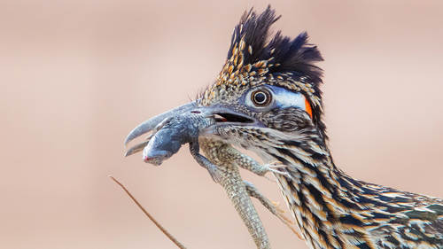 Beginner's Guide to Bird Photography