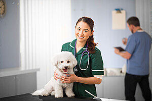 Virtual Work Experience and Exploring the Veterinary Profession