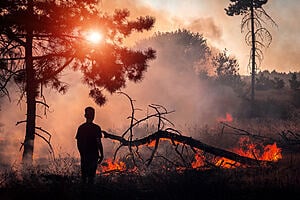 Bushfires: Response, Relief and Resilience