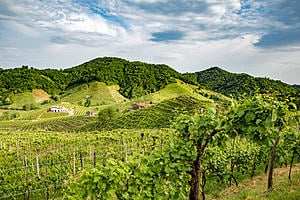 Story of a Wine: The Importance of Being Prosecco
