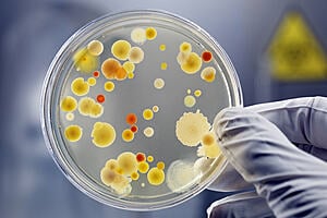 Introduction to Practical Microbiology