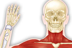 Anatomy: Musculoskeletal and Integumentary Systems